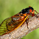 Image for article titled What To Know About The 17-Year Cicadas